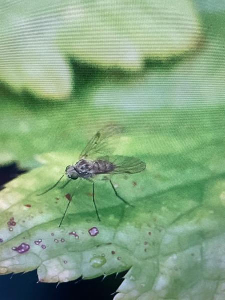 Geelpoot-schubsnipvlieg (Chrysopilus asiliformis)